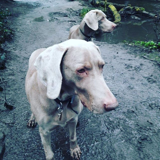 These two beauties! 😍🐾❤️ #dogsofinstagram #dogwalkerslife #veimeraner #northleeds