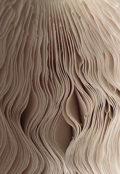 🍄🟫mushrooms.jpg