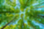trees-with-green-leaves.jpg