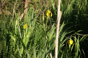 tajemniczy świat bagien