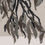 Thumbnail: Study 1 for Eucalyptus, Presidio