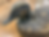 Thumbnail: Beautiful Antique Original Cork Decoy Duck