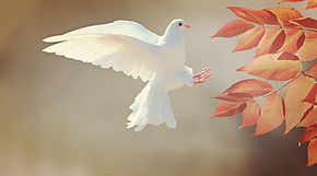 Flight of Innocence