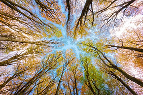 Tree Hypnosis