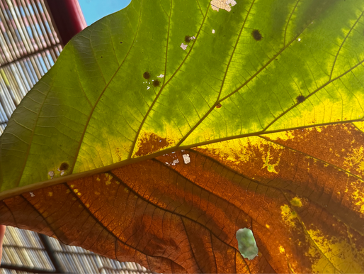 Gib jedem Tag die Chance, der Schönste deines Lebens zu werden