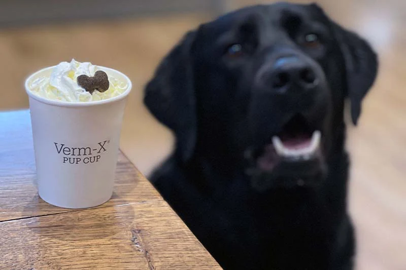 Healthy_puppuccino_pup_cup_recipe_1024x1024.webp