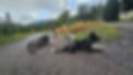 Akitas by road.jpeg