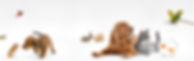 Dog and cat laying down, puppy walking, three bunnies, gold fish in a bowl, a parrot flying and a parrot purched