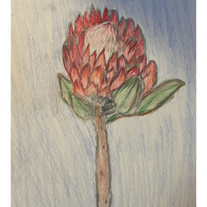 National Flower of South Africa: The King Protea by Anonymous