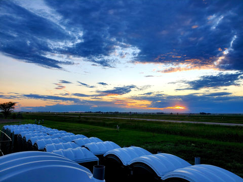 Minty Pine Sanitation Solutions