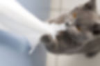 Signos de estrés en el gato, prevención y manejo
