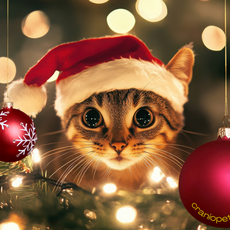Katze mit Weihnachtsmütze