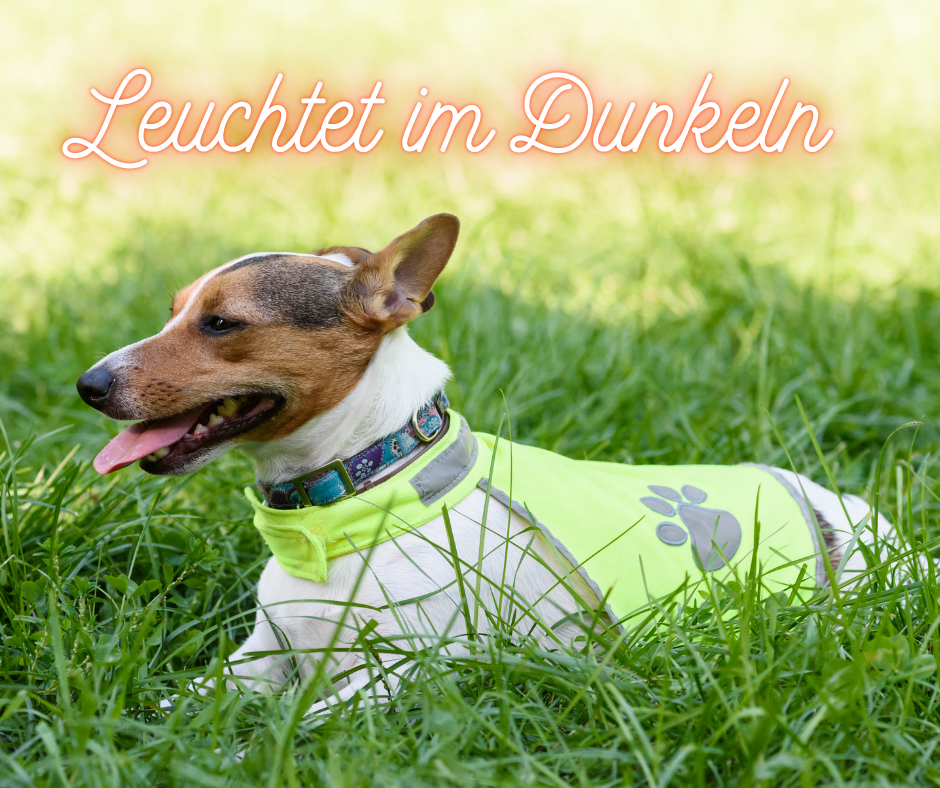 Reflektoren im Nacken und auf dem Rücken machen den Hund stressfrei sichtbarer