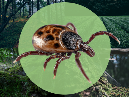 Zecken - was hilft wirklich?