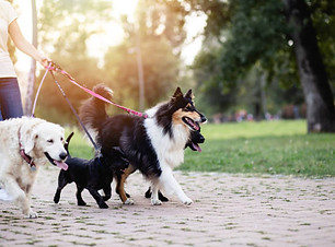 istockphoto-1126947341-612x612.jpg