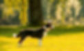 image00005.jpeg