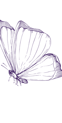 purple butterfly
