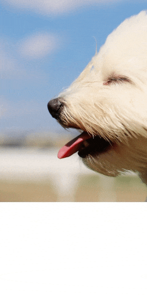 Dog.gif