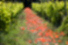 Vins de terroir