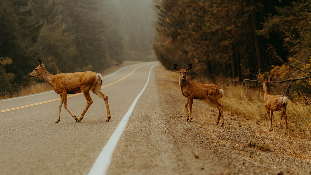 Deer Collisions: A Trucker's Fall Safety Guide