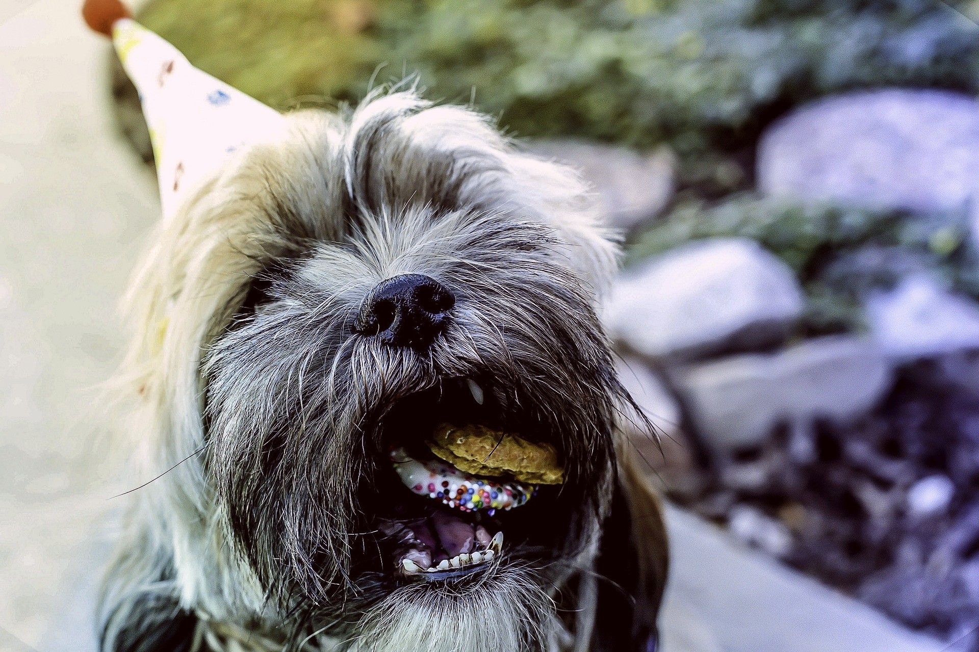 D is for DOG, Inc.