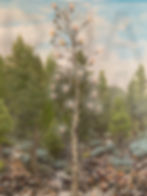 Thumbnail: Soul Tree