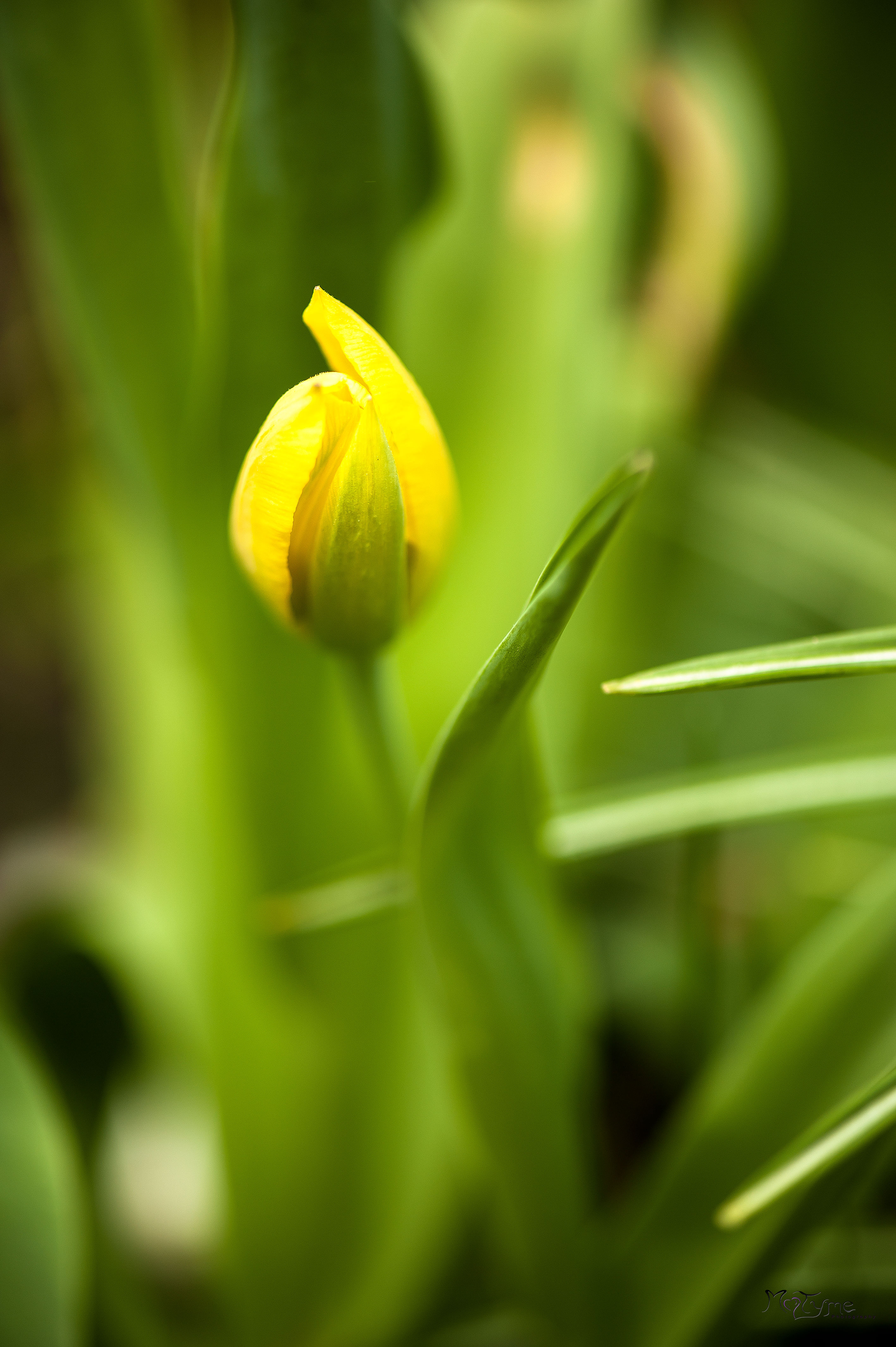 Breezy Yellow Tulip