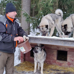Hirvieläimet Tuuloksessa