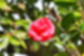 椿の花
