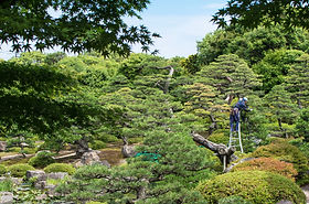 焼津市 庭木の剪定・伐採 植木買取 草刈り 株式会社村松造園