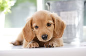 仔犬