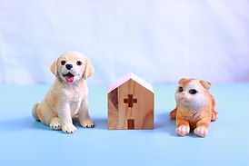 犬・猫専門で診察しています。