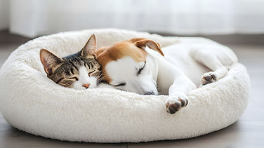 犬・猫の一般診療