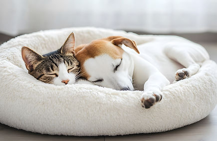 犬・猫の一般診療