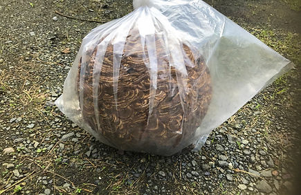 害虫・害獣・庭まわり
