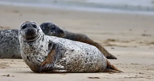 Les phoques gris et phoques veau-marins s'observent facilement dans la Baie de Somme