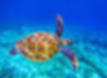 Barbados things-to-do-in-barbados-swim-with-turtles.jpg