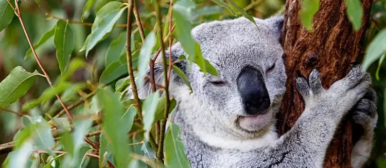 Koala