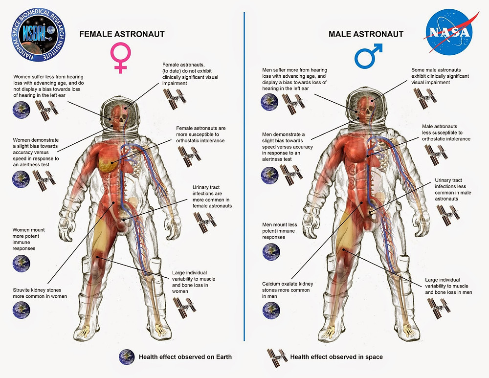 This diagram shows key differences between men and women in cardiovascular, immunologic, sensorimotor, musculoskeletal, and behavioral adaptations to human spaceflight. Image Credit: NASA/NSBRI
