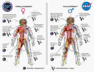 This diagram shows key differences between men and women in cardiovascular, immunologic, sensorimotor, musculoskeletal, and behavioral adaptations to human spaceflight. Image Credit: NASA/NSBRI