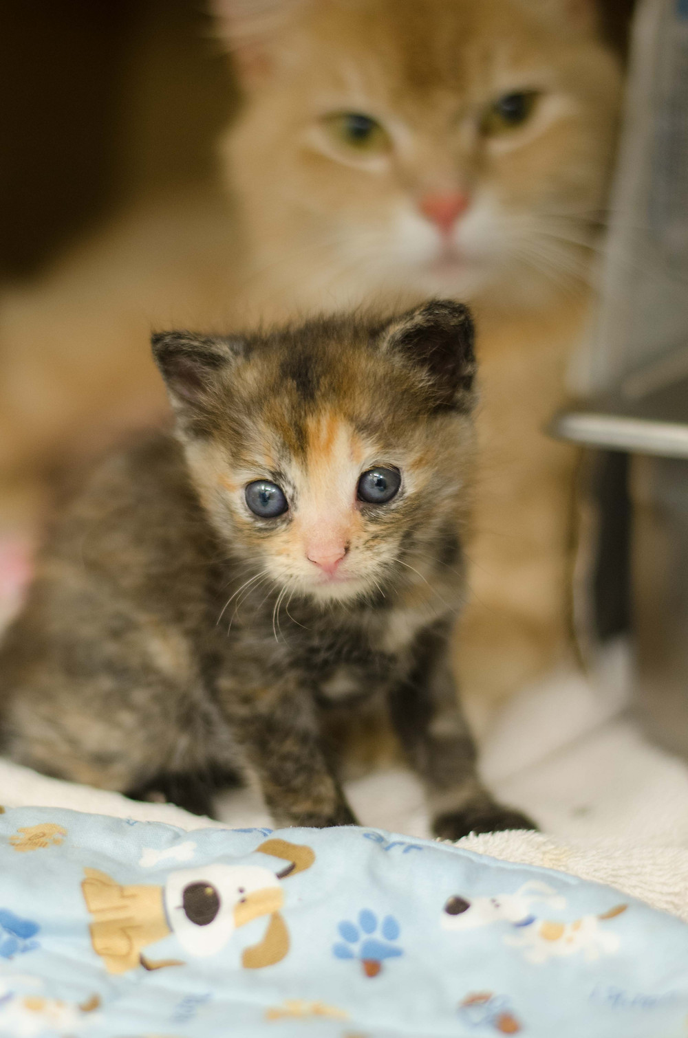 What To Do If You Find Abandoned Kittens