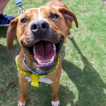 Ensuring Your Pet’s Hydration in the Summer Heat