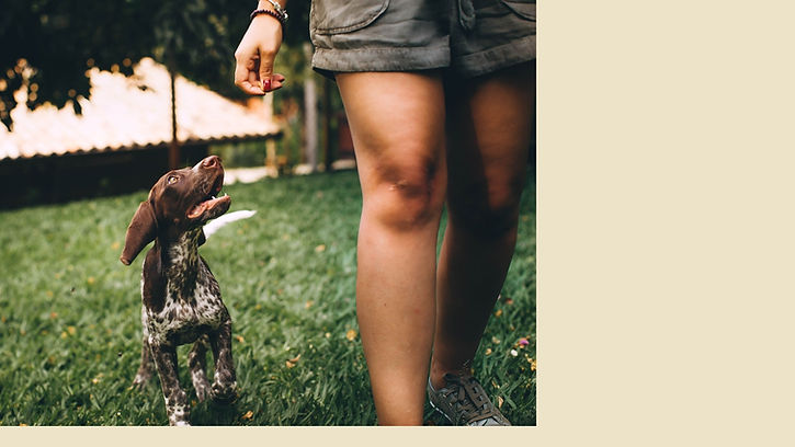 Jenna The Dog Trainer _ In-Home Training _.jpg