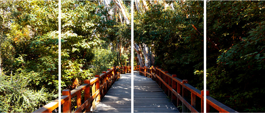 DAY 49:  "MYRTLE PATH"  -  2015  Bariloche, Argentina