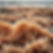Irish Sea moss.jpg