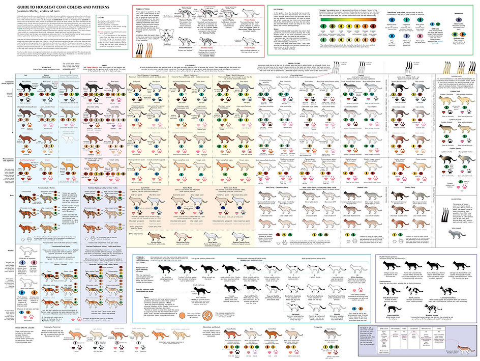 Guide to House Cat - Coat Colors and Patern - Mme Joumana Medlej.jpeg