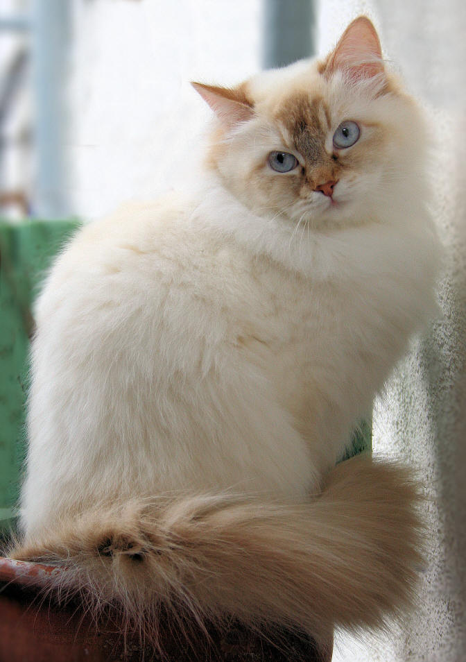 Le Sibérien Robes et Couleurs Chatterie de L'Etoile Neva France