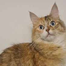 Robe : Black Tortie Silver Tabby + White (FS 22 03)