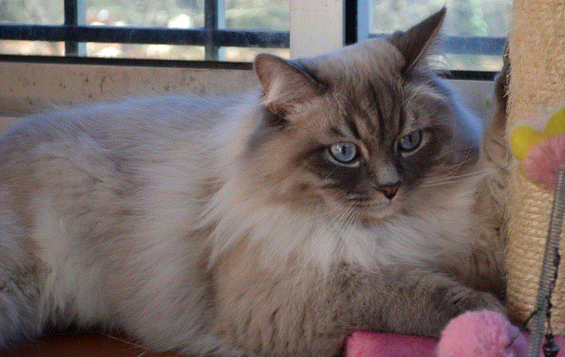 Le Sibérien Robes et Couleurs Chatterie de L'Etoile Neva France