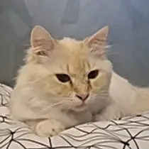 Robe : Red Tabby Point (D 21, Gr1)